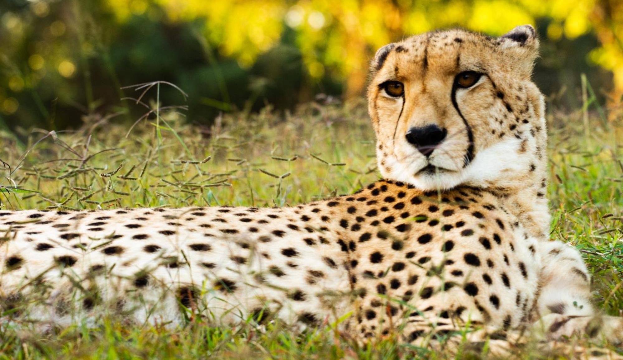 Emdoneni Lodge With Zululand Cat Conservation Project Hluhluwe Exteriér fotografie