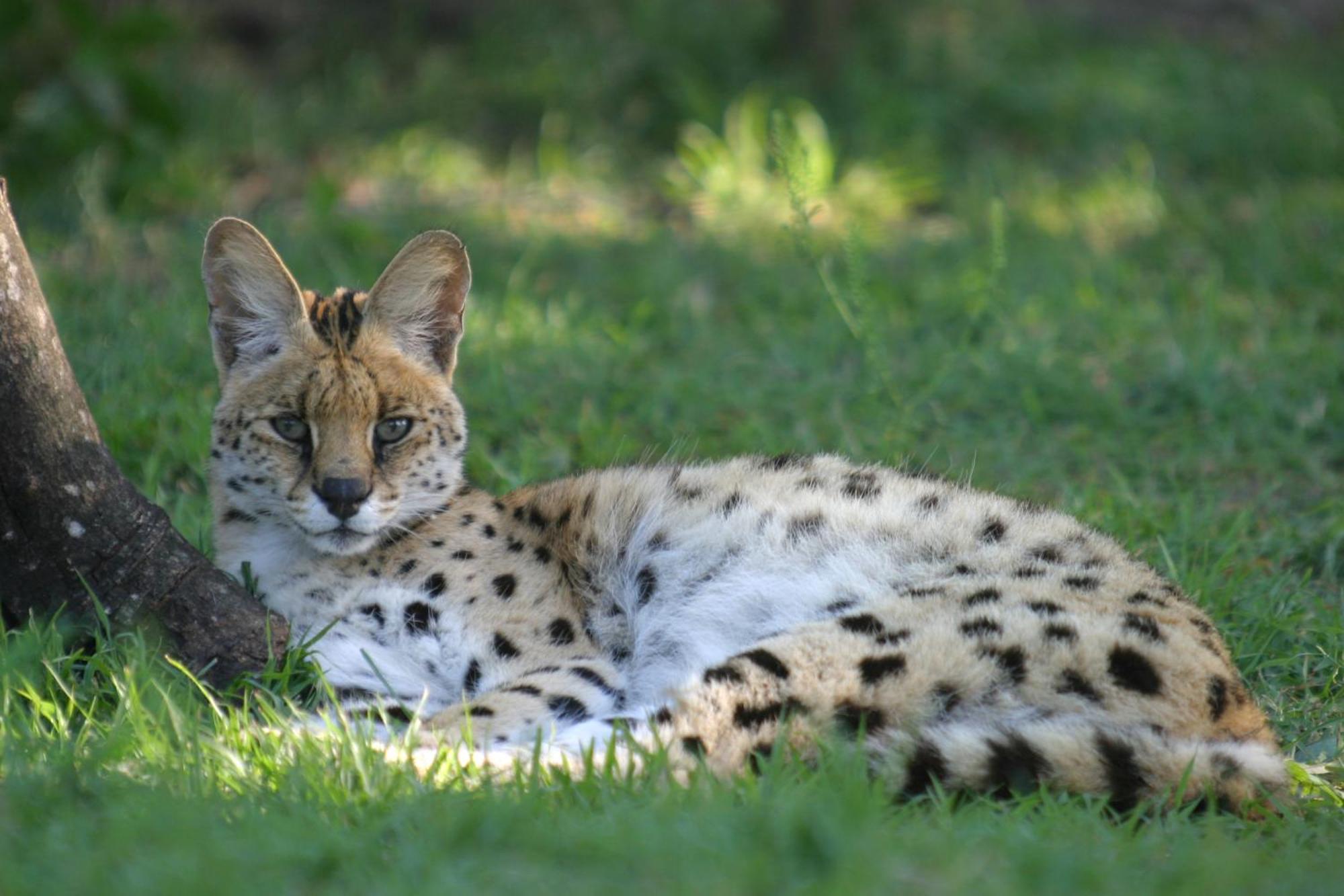 Emdoneni Lodge With Zululand Cat Conservation Project Hluhluwe Exteriér fotografie