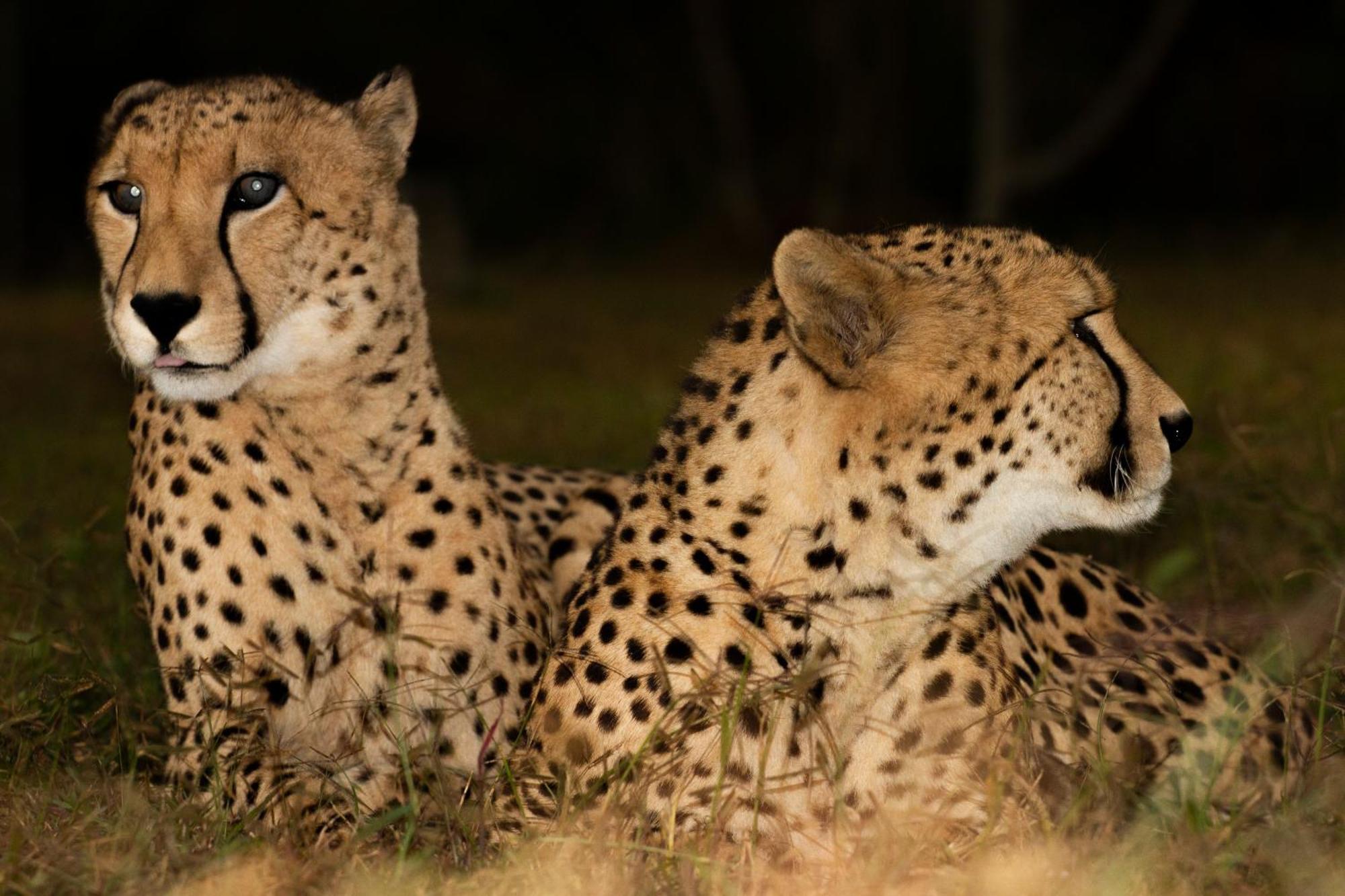 Emdoneni Lodge With Zululand Cat Conservation Project Hluhluwe Exteriér fotografie