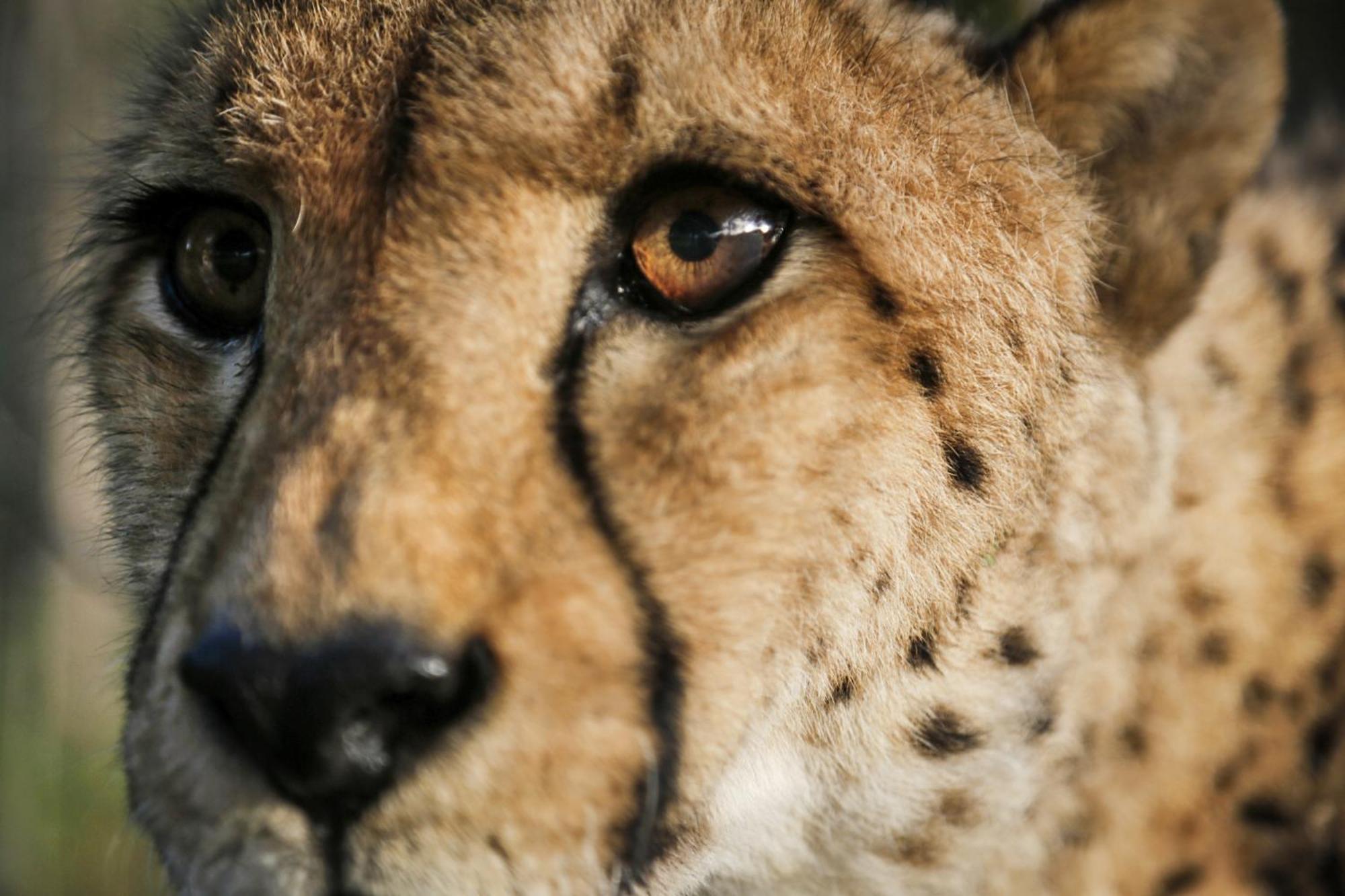 Emdoneni Lodge With Zululand Cat Conservation Project Hluhluwe Exteriér fotografie