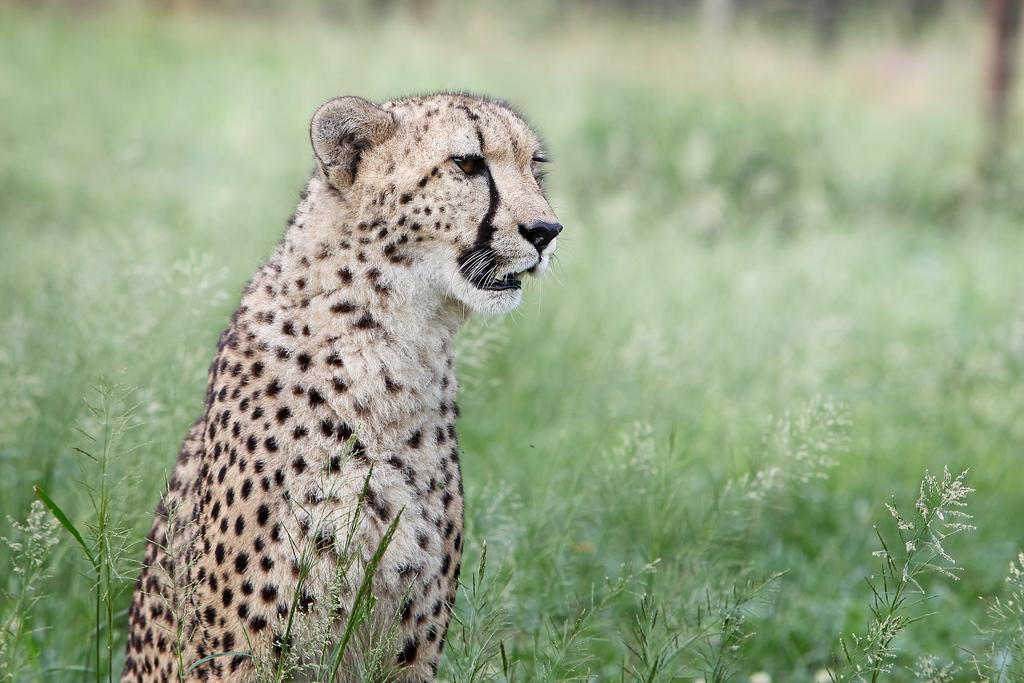 Emdoneni Lodge With Zululand Cat Conservation Project Hluhluwe Exteriér fotografie